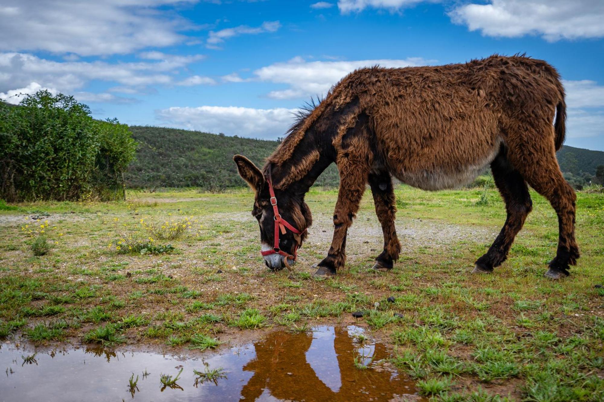 Burro Ville By Host Wise Portimão Εξωτερικό φωτογραφία