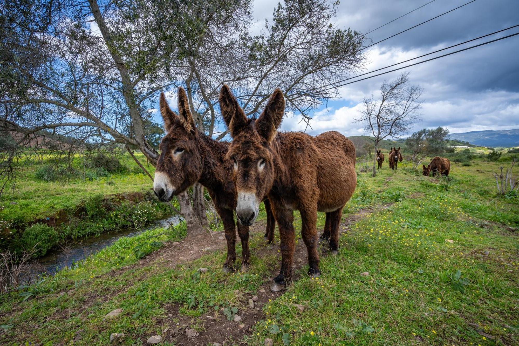 Burro Ville By Host Wise Portimão Εξωτερικό φωτογραφία
