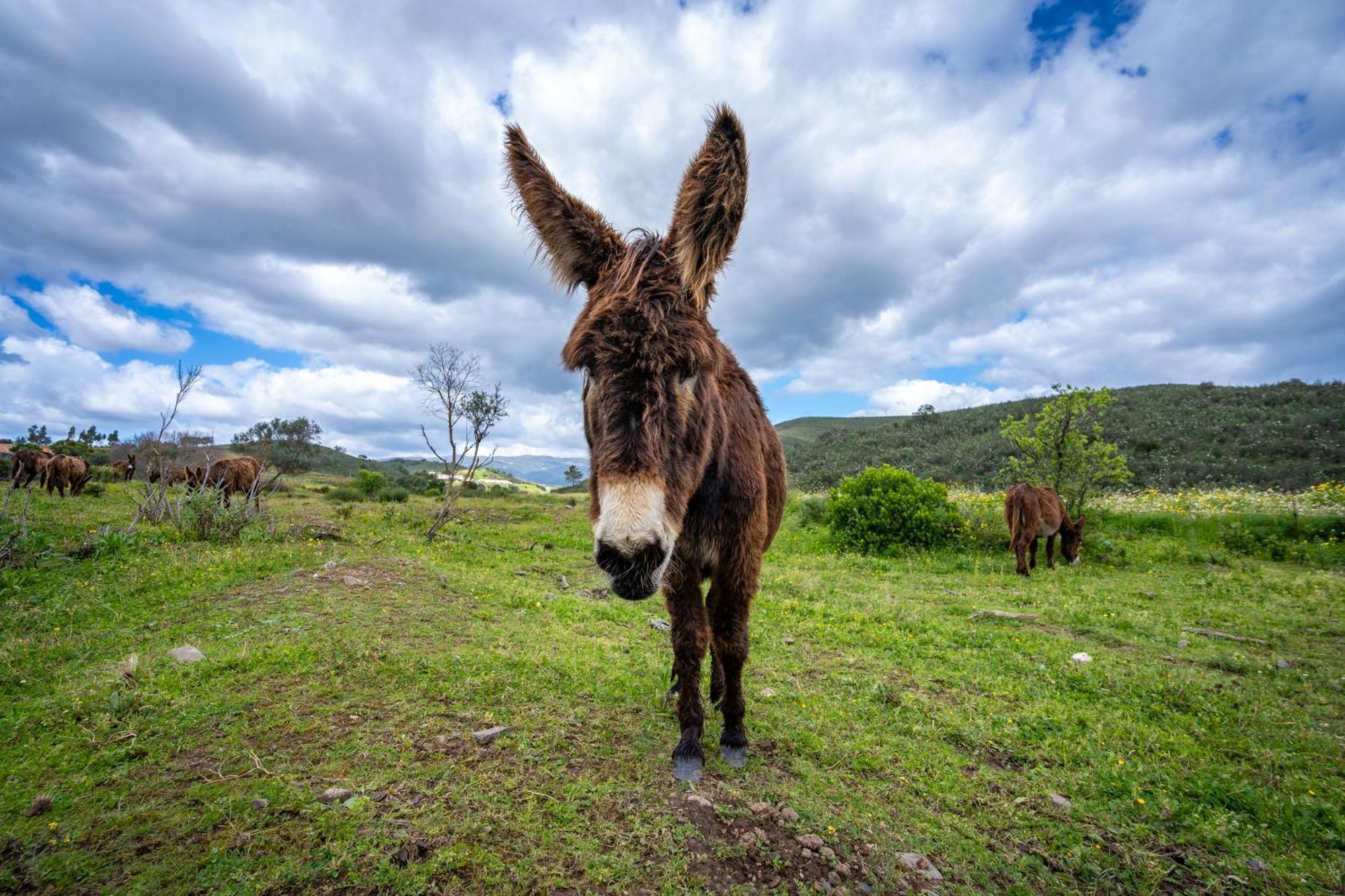 Burro Ville By Host Wise Portimão Εξωτερικό φωτογραφία