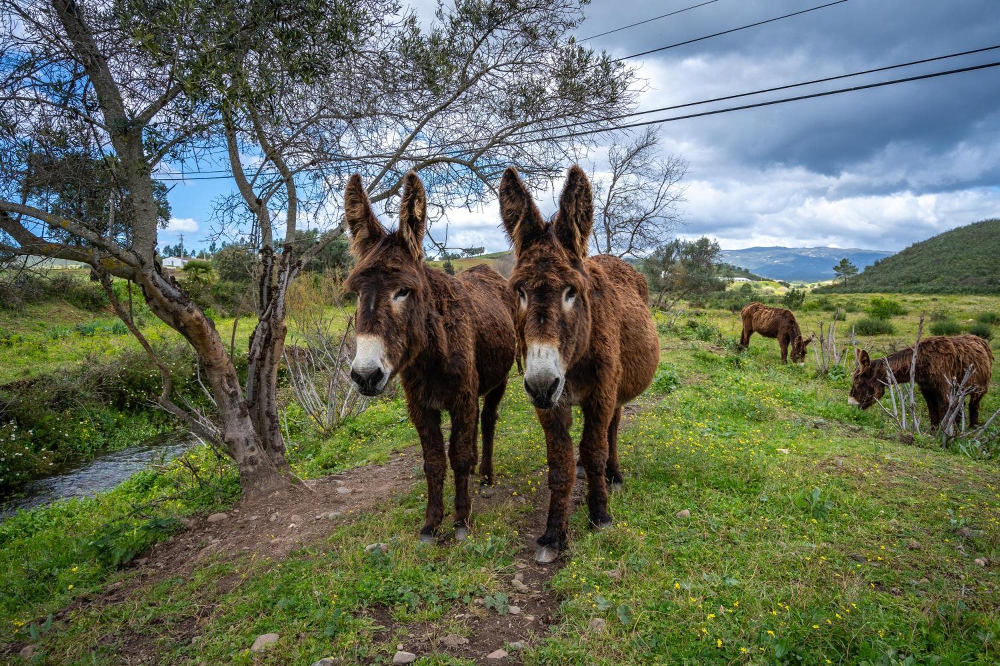Burro Ville By Host Wise Portimão Εξωτερικό φωτογραφία